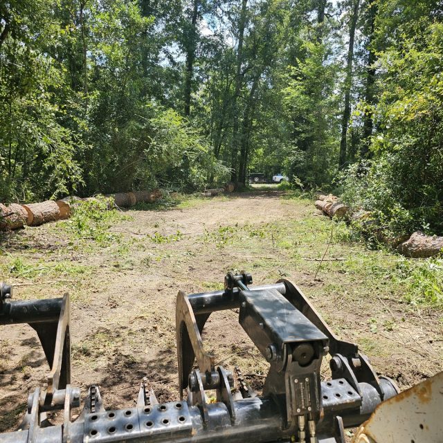 Bobcat in woods