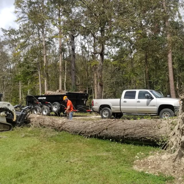 Covington fallen tree