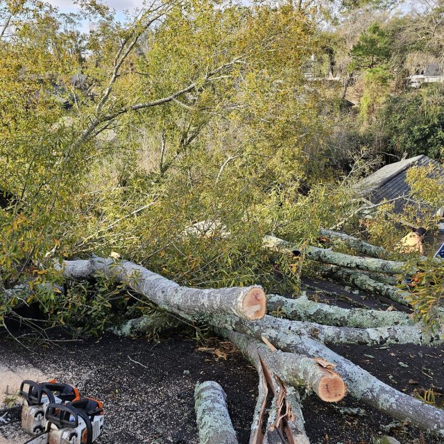 Doug D Tree fell on house