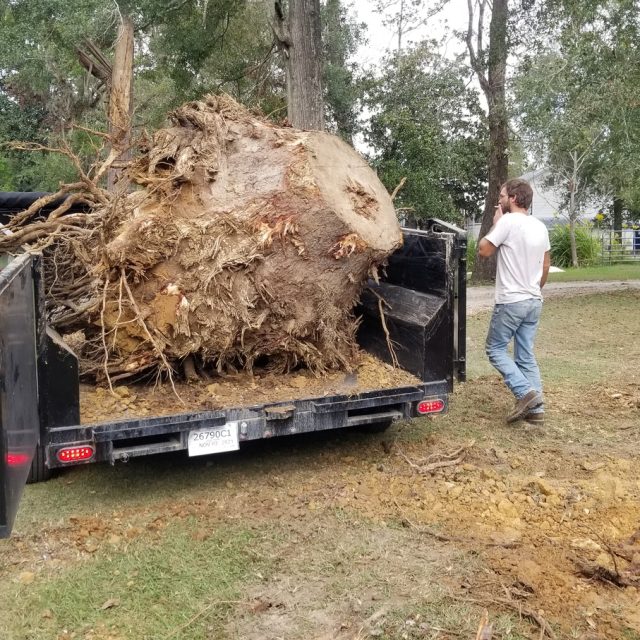 Giant root ball in trailer #2