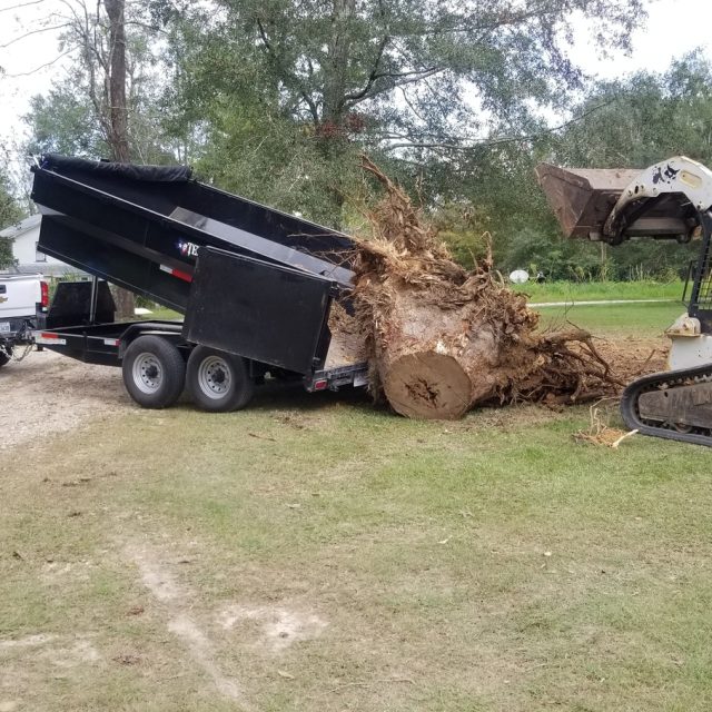 Giant root ball in trailer