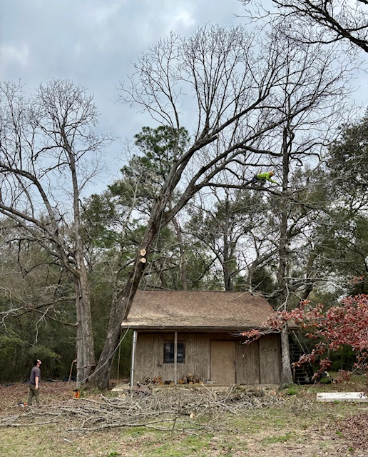 Hazardous Tree removal with paul Lumberton MS blueberry farm 2.28.24 #10