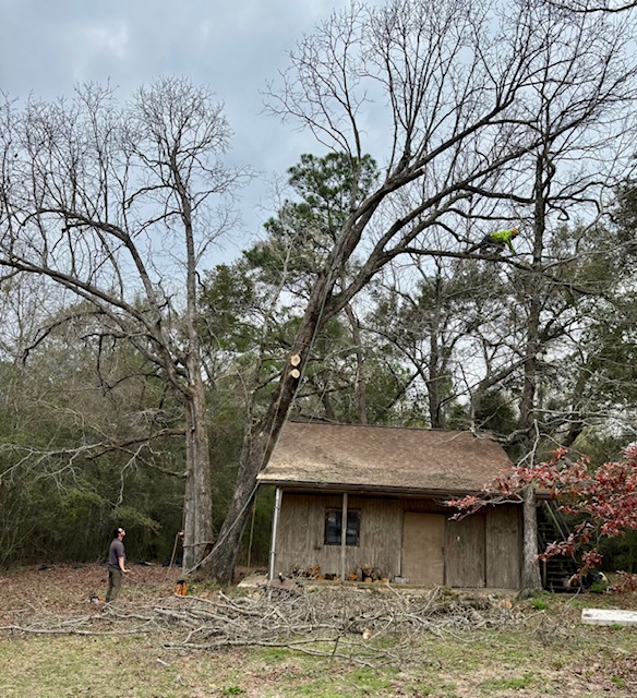 Hazardous Tree removal with paul Lumberton MS blueberry farm 2.28.24 #11