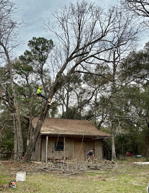 Hazardous Tree removal with paul Lumberton MS blueberry farm 2.28.24 #8