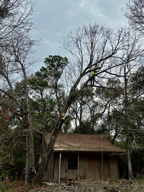 Hazardous Tree removal with paul Lumberton MS blueberry farm 2.28.24 #9