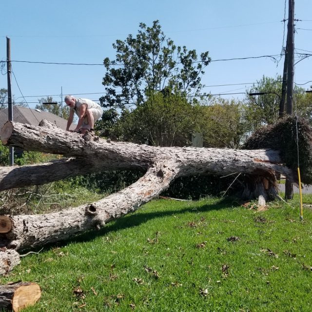 IDA Clean-up #4 fallen pecan