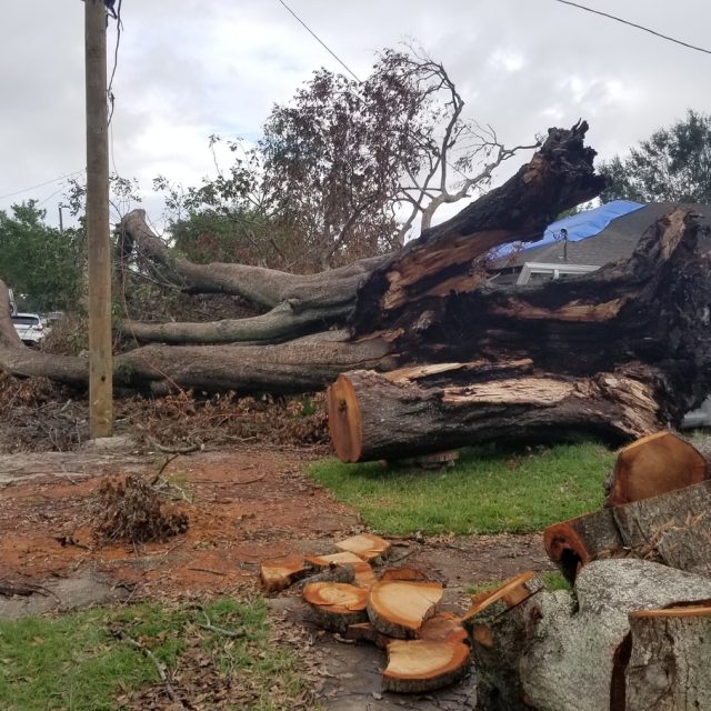 IDA Cleanup # 3 fallen water oak