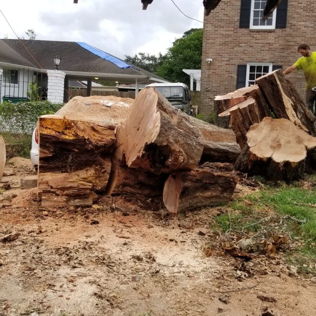 IDA Cleanup fallen water oak