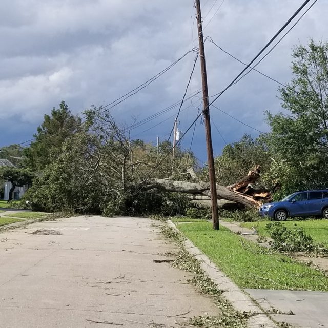 IDA clean up Fallen water oak