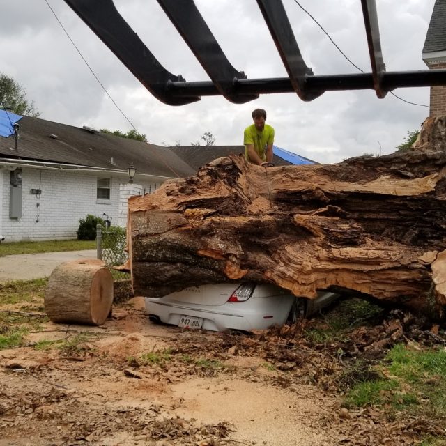 IDA cleanup #2 fallen water oak