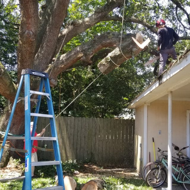 Live oak limb removal 1