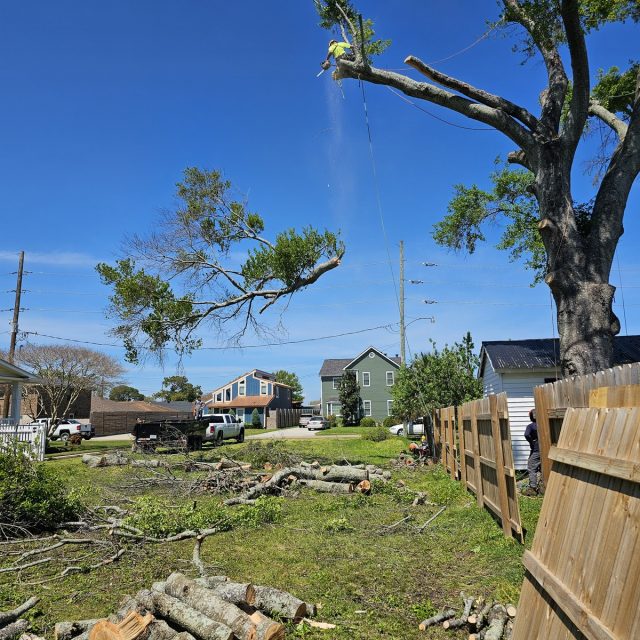 Nursery ave water oak limb drop #1