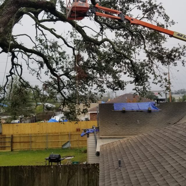 Oak and lift