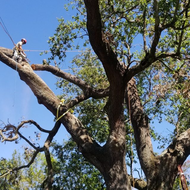 Oak limb removal