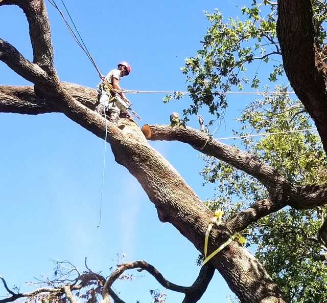 Oak limb removal 9.27.23