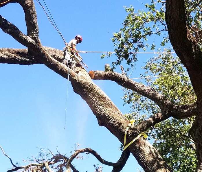 Why You Should Never Top a Tree—Especially in the Gulf South