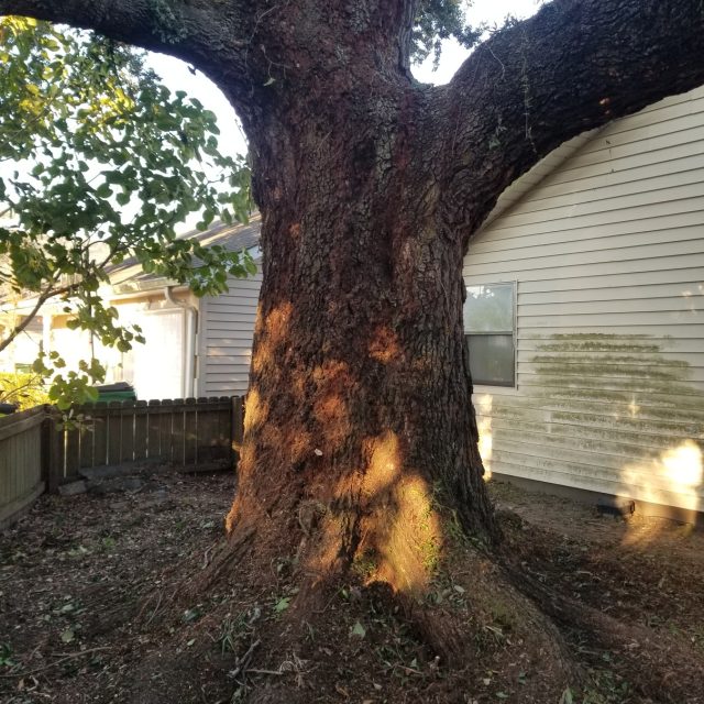 Oak without vines