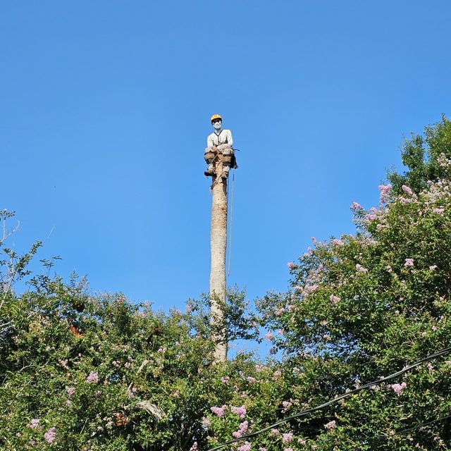 Palm removal river ridge Pic #2