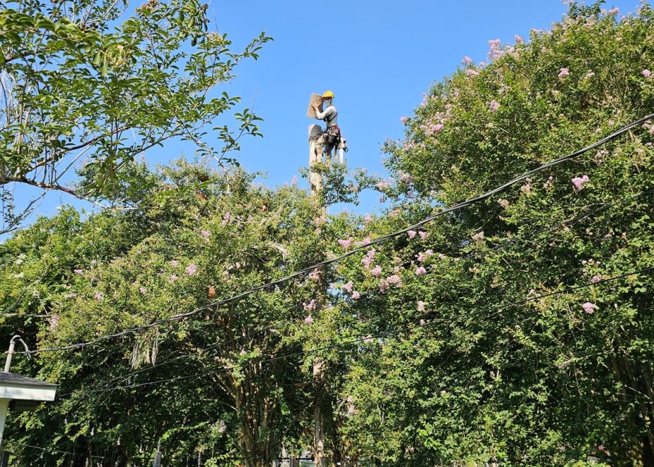 Live Oaks, Cypress & More: Caring for Louisiana’s Native Trees
