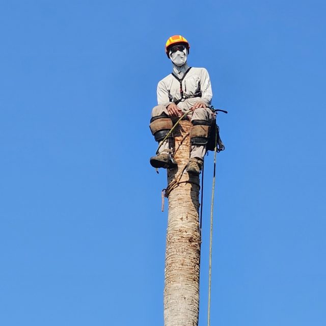 Palm removal river ridge enlarged Pic #1