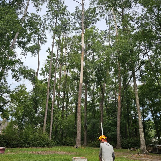 Pontchatoula Dead Pine #1