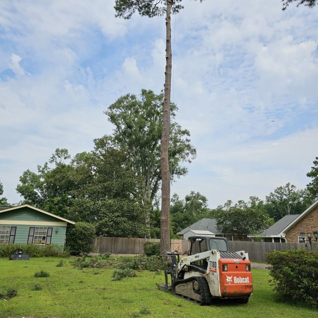 Pontchatoula pine 1
