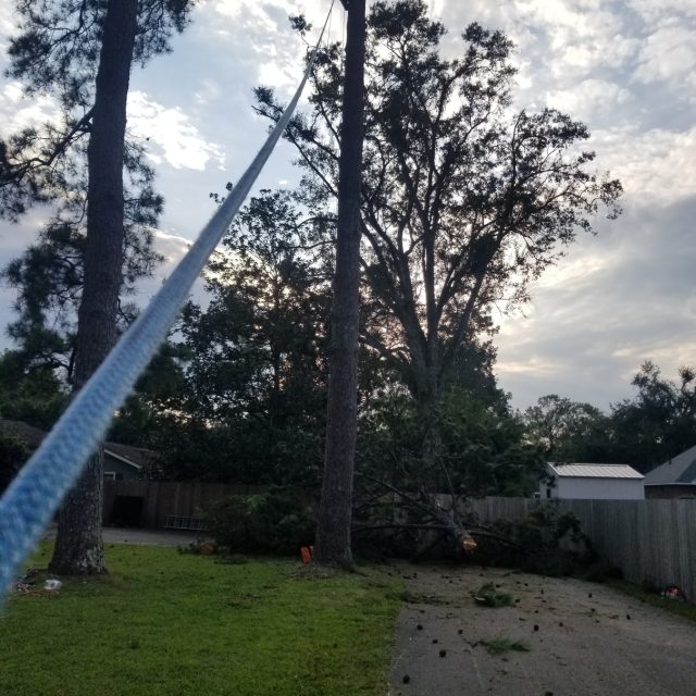 Pontchatoula pine 2