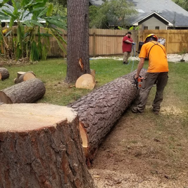 Pontchatoula pine #4