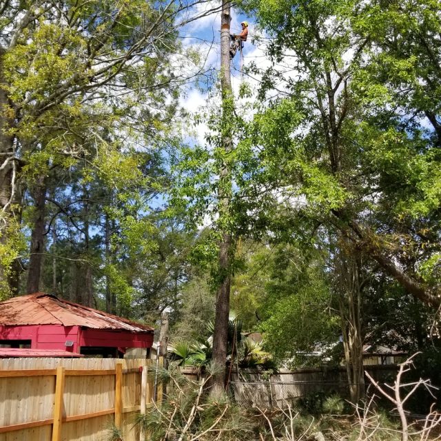 Slidell pine removal