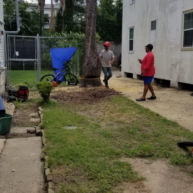 Tree removal #2