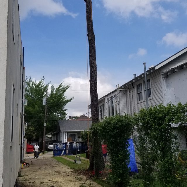 Tree removal