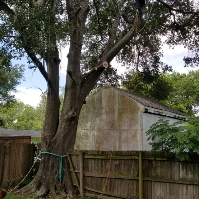 Water oak limb removal