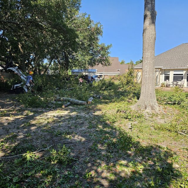 Water oak removal in slidell