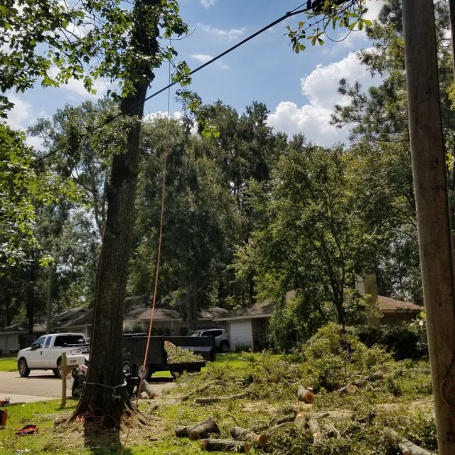 bent water oak covington