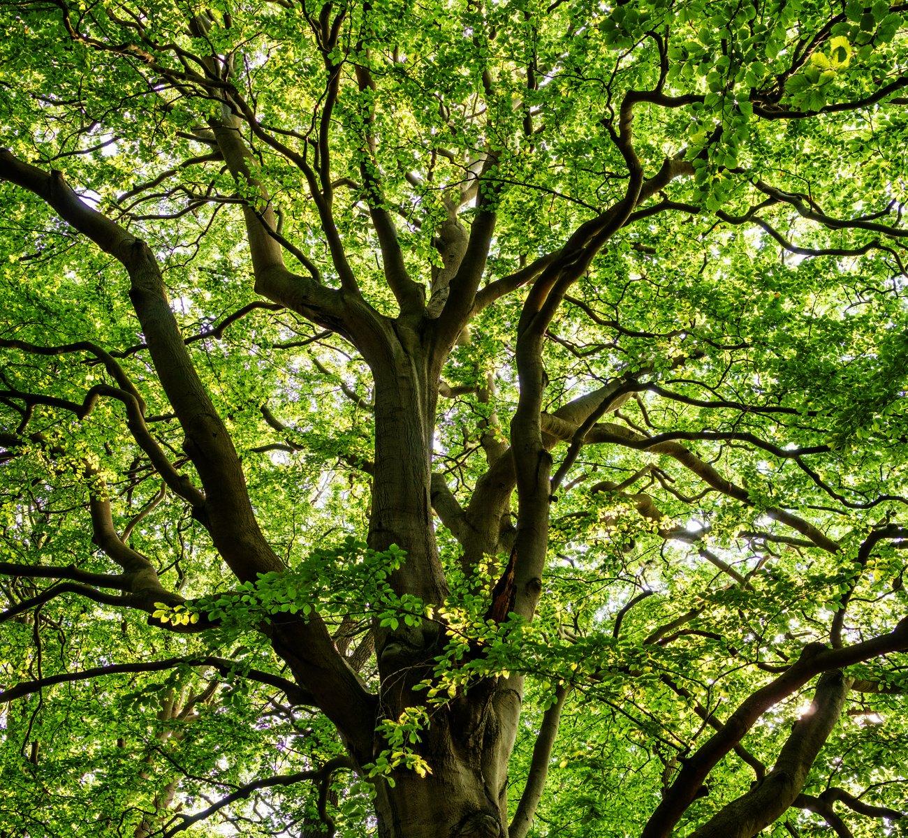 https://gardnertreeservice.net/wp-content/uploads/2025/06/crown-restoration.jpg