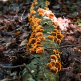 fungus