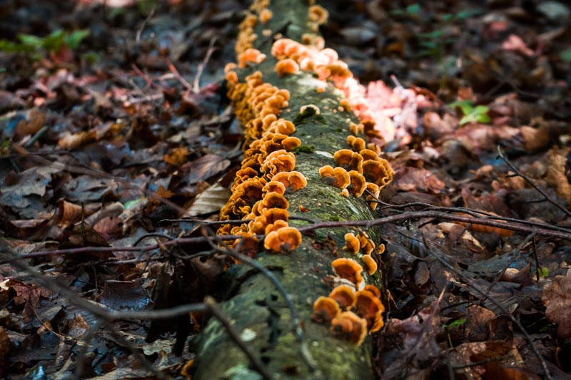 How to Spot and Treat Tree Fungus in Hot, Wet Climates