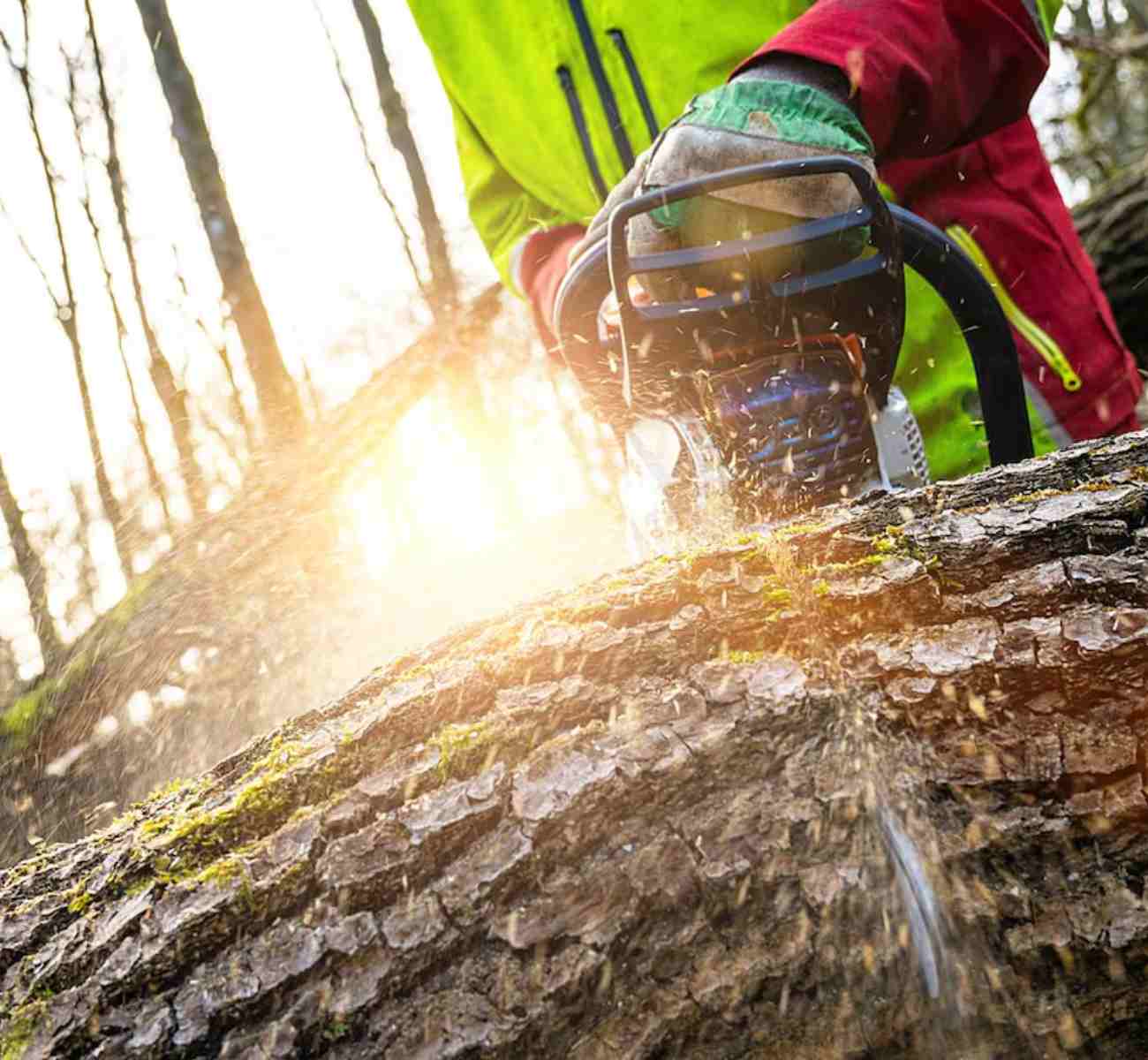 Gardner Tree Service - Tree Removal