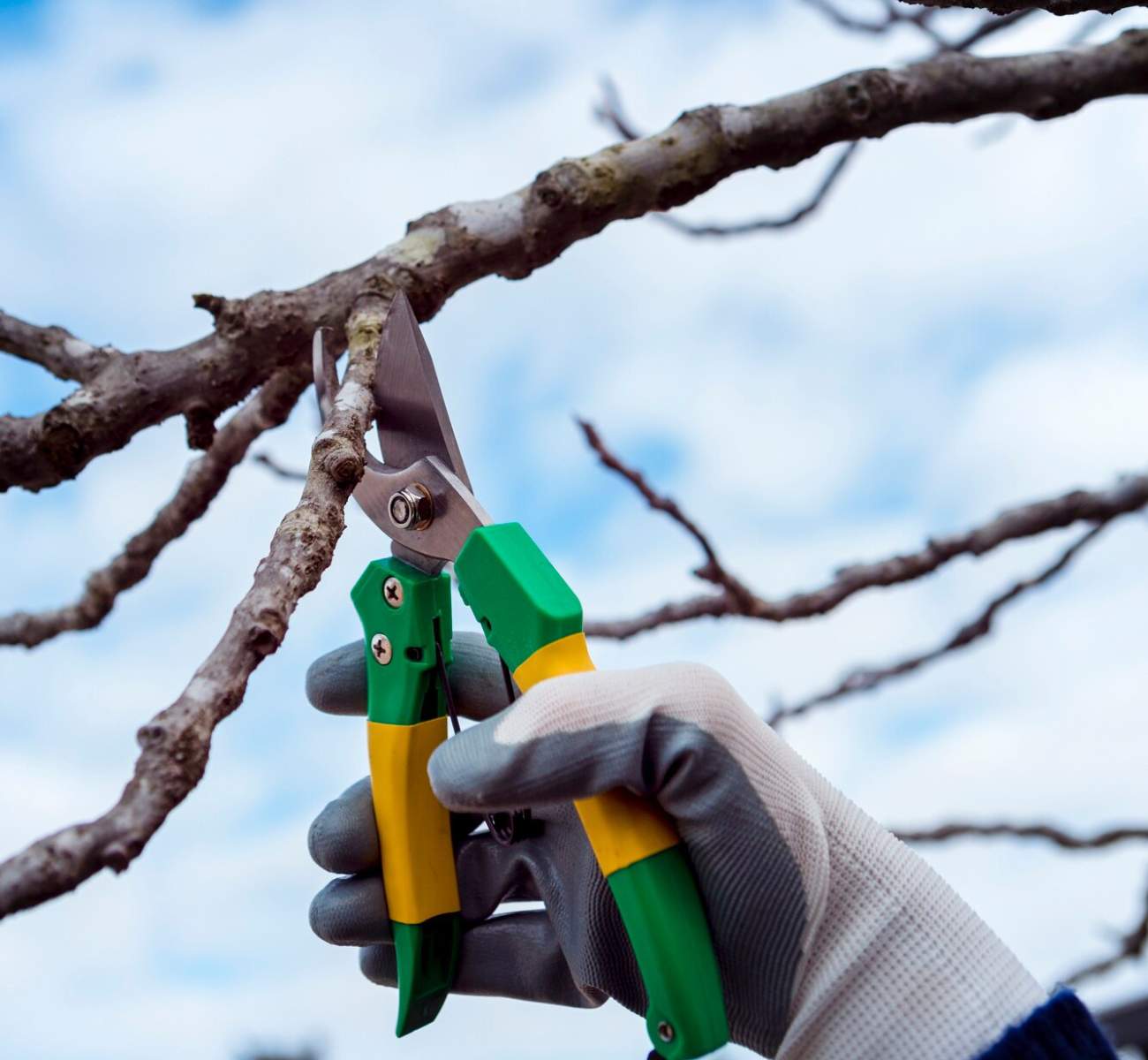 Gardner Tree Service - Tree Pruning