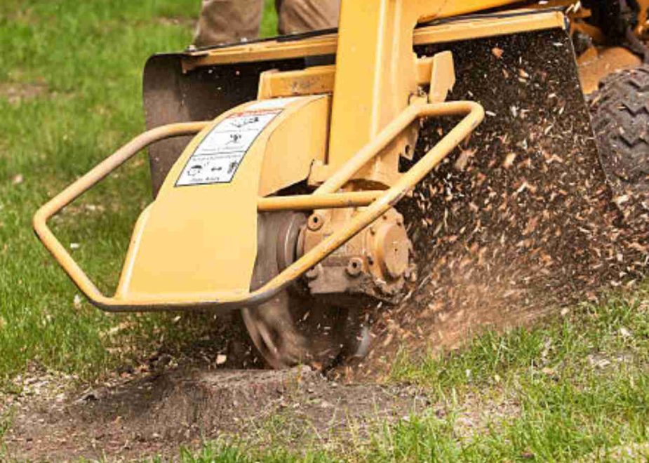 Stump Grinding vs. Stump Removal: What’s Best for Your Yard?