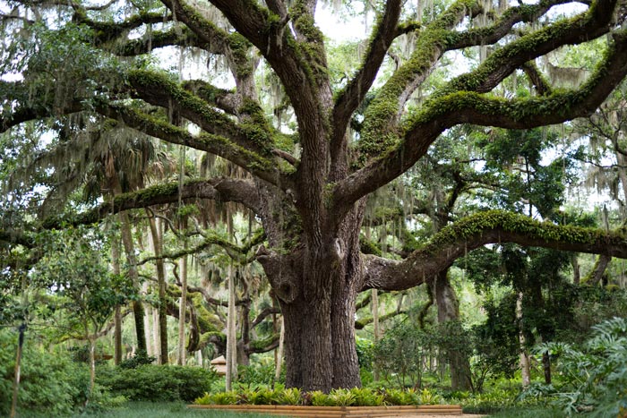 Spanish Moss & Your Trees: Harmless Decoration or Hidden Danger?