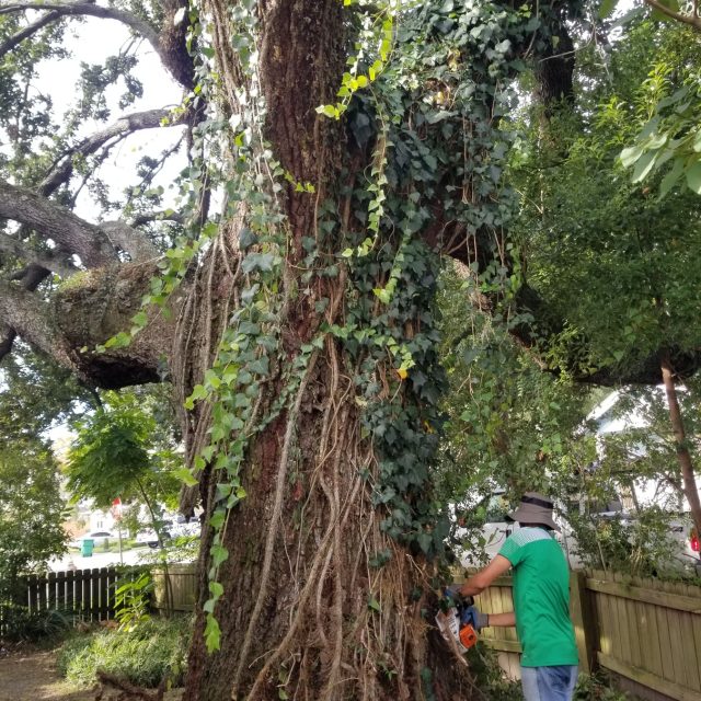 oak with vines