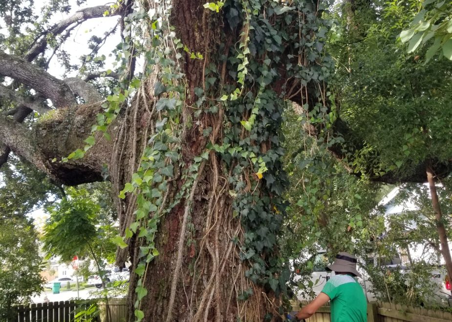 The Best Time of Year to Trim Trees in South Louisiana