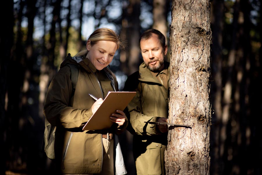 Tree Permits and Regulations in South Louisiana Parishes