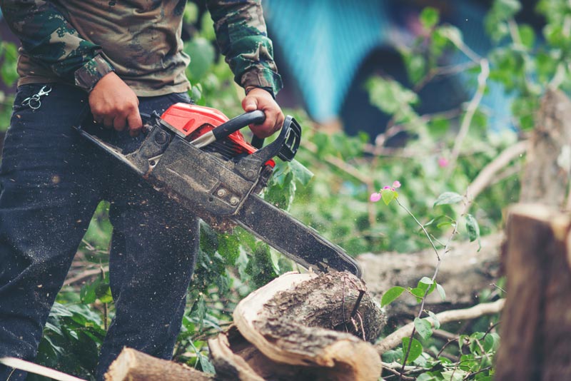 Emergency Tree Removal: What to Do After a Storm