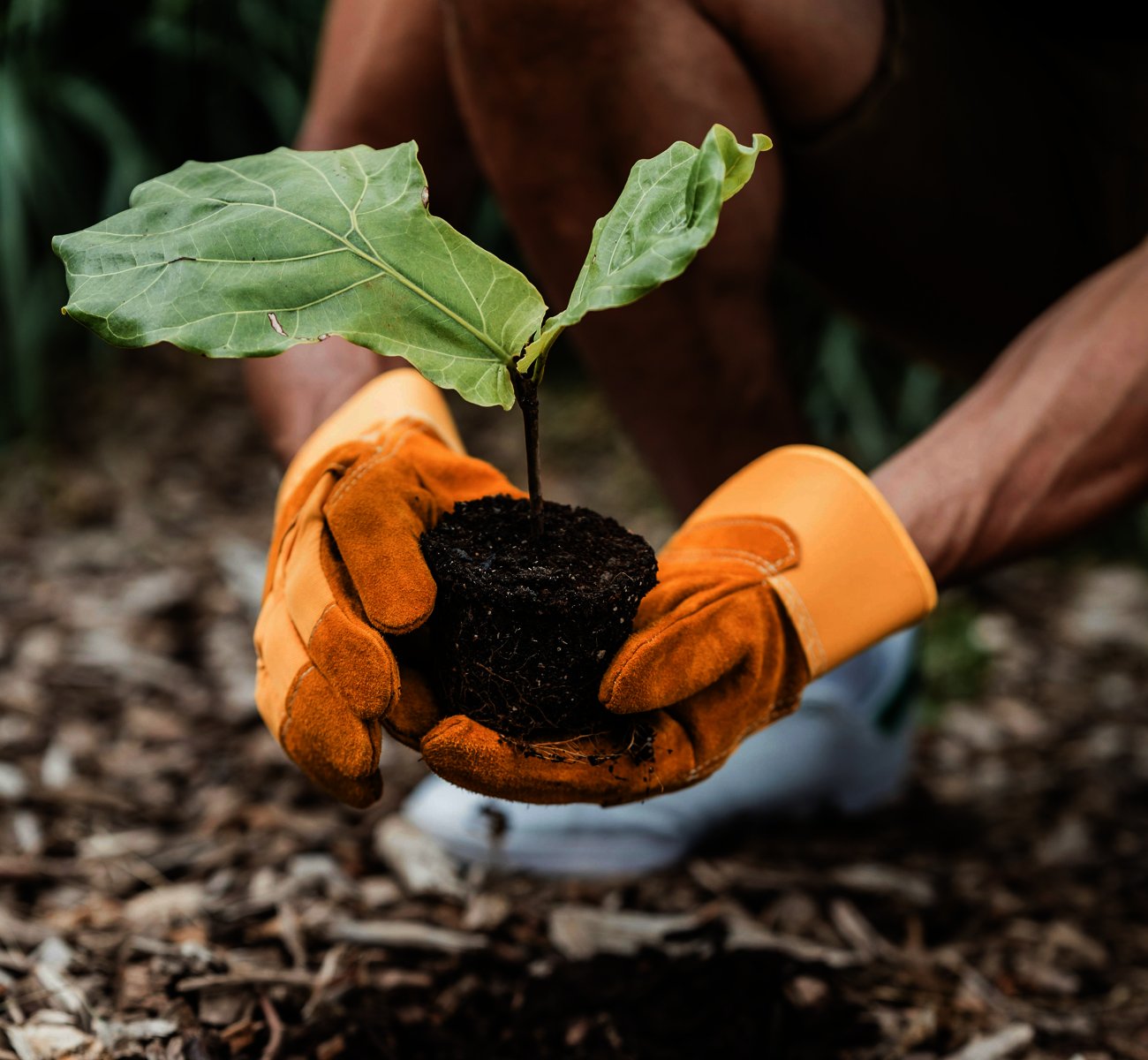 https://gardnertreeservice.net/wp-content/uploads/2025/06/tree-planting-transplanting.jpg