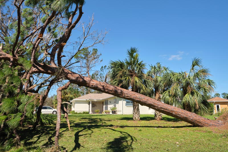 Top Signs Your Tree Might Be a Hurricane Hazard