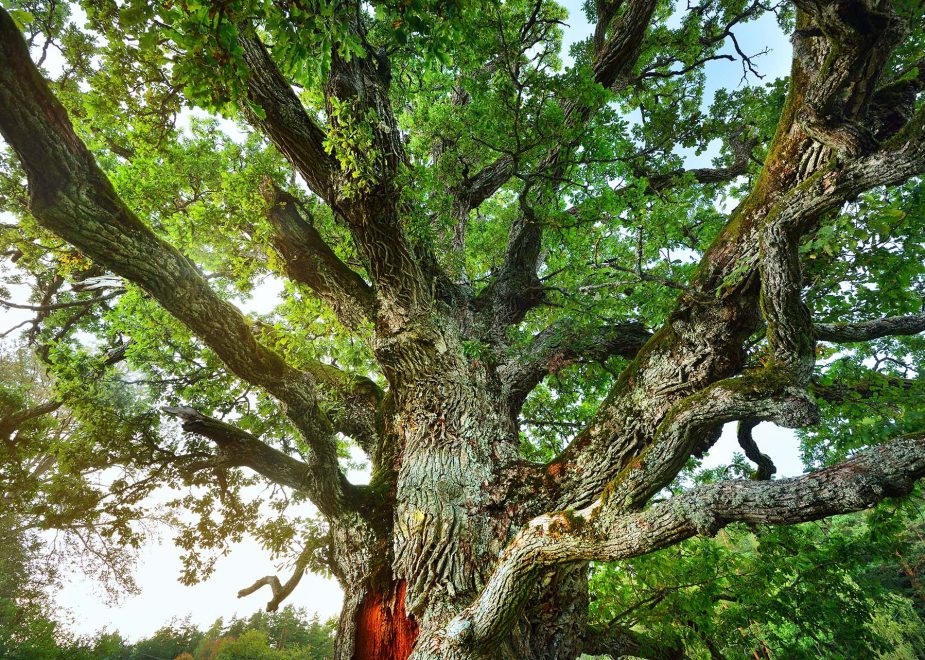 Cutting Down Oak Trees In South Louisiana