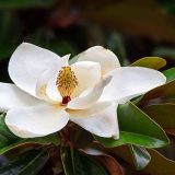 MAgnolia-flower