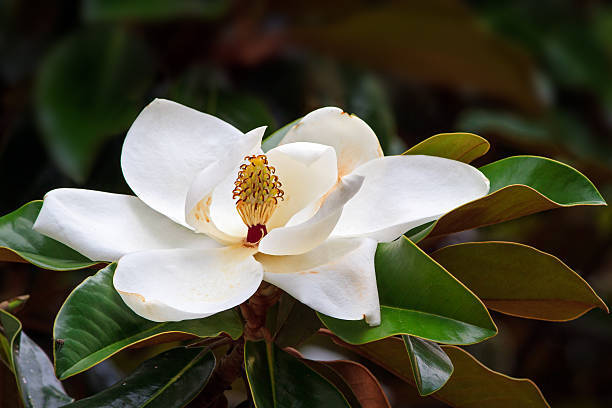 How to Reduce Wind Load on Southern Magnolia Trees in South Louisiana